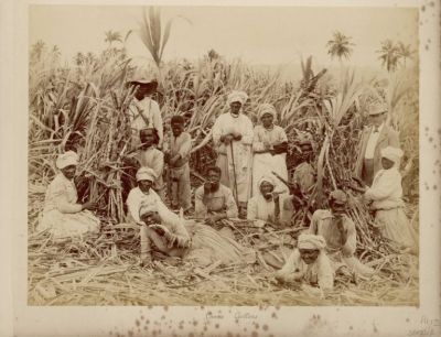 cane-cutters.jpg
