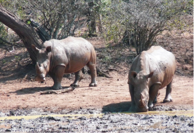 Figure-1-White-rhino-at-Hluhluwe-iMfolozi-reserve.-Copyright-Keith-Somerville.png