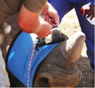Figure-2-Rhino-being-dehorned-after-sedation-on-John-Humes-ranch.-Copyright-Keith-Somerville.jpg
